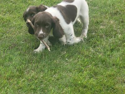 Springer Spaniel