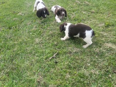 Springer Spaniel