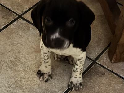 1 year old  male Pointer Dropper puppy for sale in Westmeath