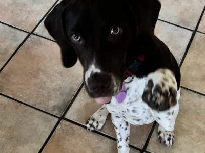 1 year old  male Pointer Dropper puppy for sale in Westmeath