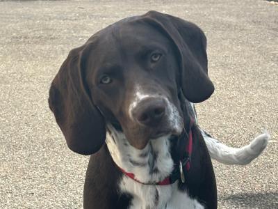 1 year old  male Pointer Dropper puppy for sale in Westmeath