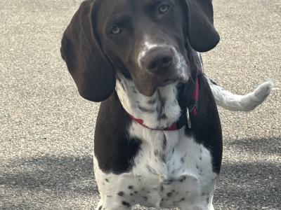 1 yr old  Pointer Dropper for sale
