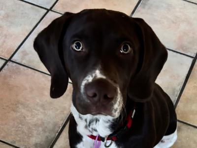 1 year old  male Pointer Dropper puppy for sale in Westmeath