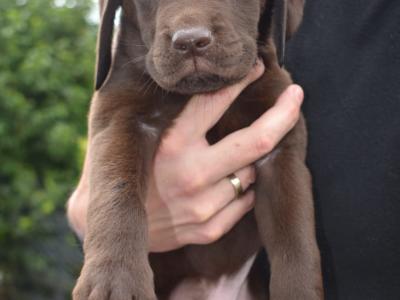 Chocolate Labrador puppies in Roscommon