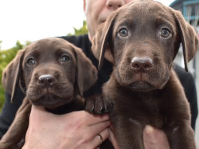 Chocolate Labrador puppies in Roscommon