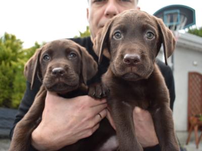 Chocolate Labrador Puppy