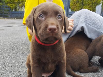 Chocolate Labrador puppies in Roscommon