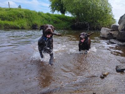 Chocolate Labrador puppies in Roscommon