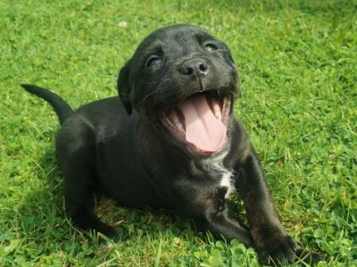 Staffordshire Bull Terrier x Rottweiler puppies in Carlow