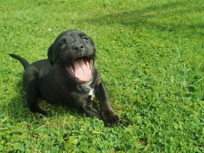 Staffy Cross Rottweiler puppies