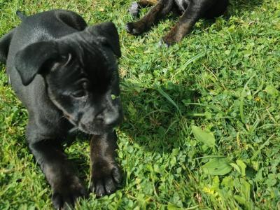 Staffordshire Bull Terrier x Rottweiler puppies in Carlow