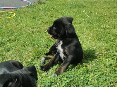 Staffordshire Bull Terrier x Rottweiler puppies in Carlow