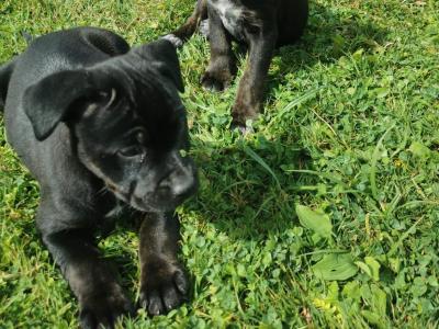 Staffordshire Bull Terrier x Rottweiler puppies in Carlow