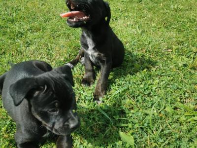 Staffordshire Bull Terrier x Rottweiler puppies in Carlow