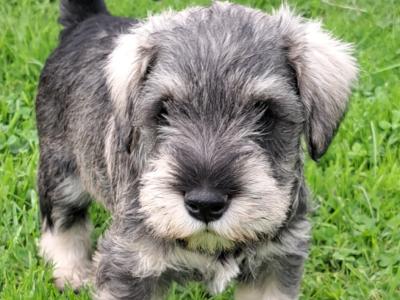 IKC Registered Miniature Schnauzer puppies in Meath
