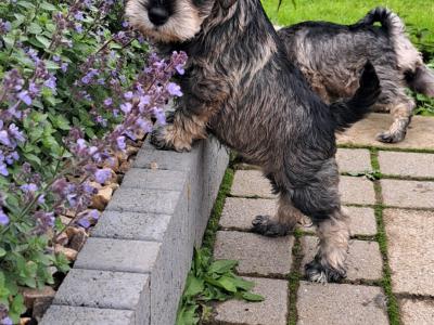 IKC Registered Miniature Schnauzer puppies in Meath
