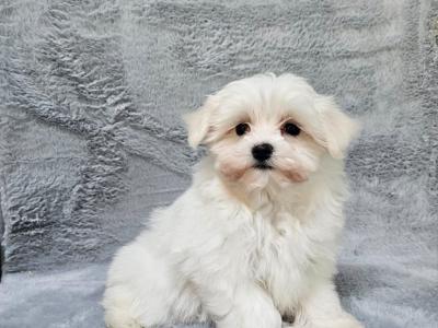 Cute small Maltese puppies in Limerick