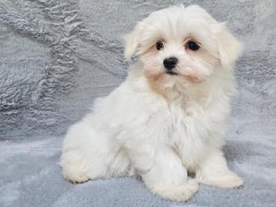 Cute small Maltese puppies in Limerick