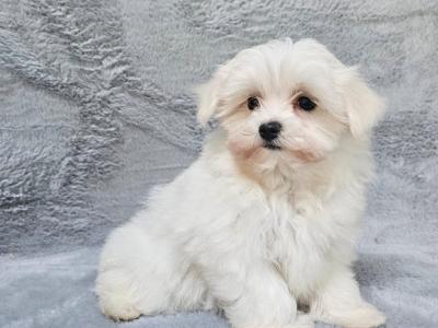 Cute small Maltese