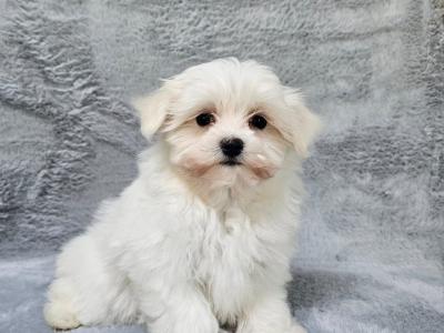 Cute small Maltese puppies in Limerick