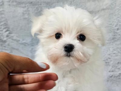 Cute small Maltese puppies in Limerick