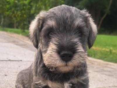 IKC Registered Miniature Schnauzer puppies in Meath