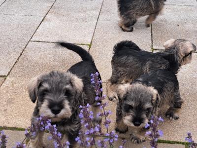 IKC Registered Miniature Schnauzer puppies in Meath
