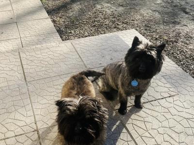 Cairn Terrier puppies in Limerick