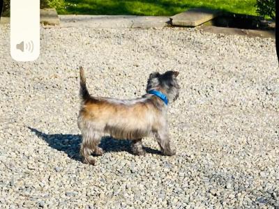 Cairn Terrier puppies in Limerick