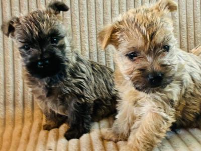 Cairn Terrier puppies in Limerick