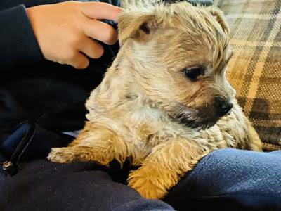 Cairn Terrier puppies in Limerick