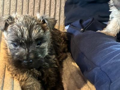Cairn Terrier puppies in Limerick