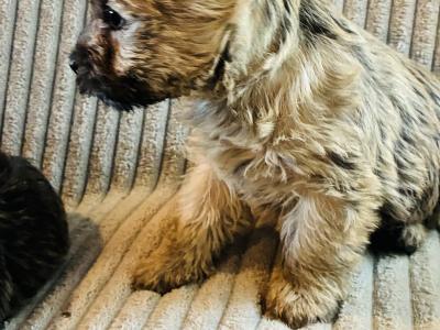 Cairn Terrier puppies in Limerick
