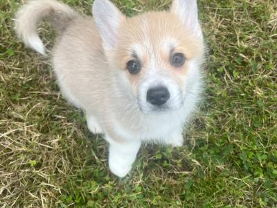 Beautiful Litter of IKC Registered Corgi puppies in Cork