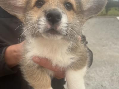 Beautiful Litter of IKC Registered Corgi puppies in Cork