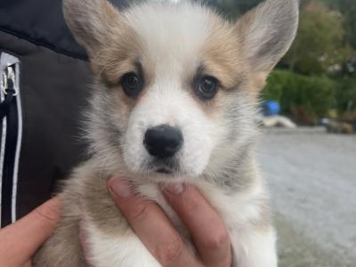 Beautiful Litter of IKC Registered Corgi puppies in Cork