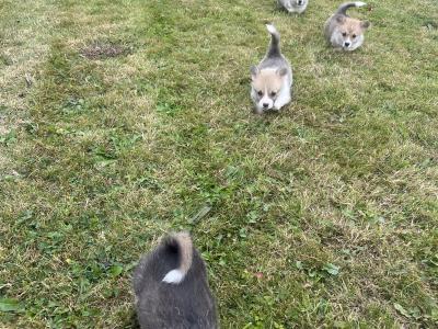 Beautiful Litter of IKC Registered Corgi puppies in Cork