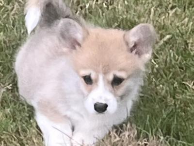 Beautiful Litter of IKC Registered Corgi puppies in Cork