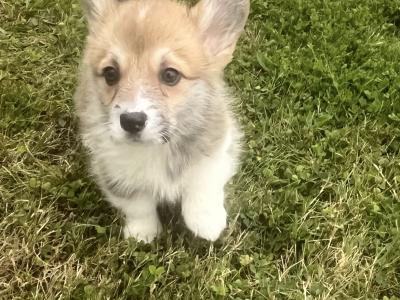 Beautiful Litter of IKC Registered Corgi puppies in Cork