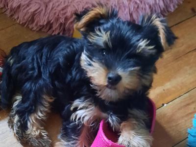 One Little female Yorkshire Terrier Named Poppy remaining out of Four gorgeous Yorkies