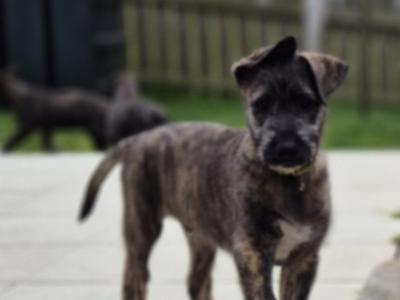 IKC Registered Irish Wolfhound puppies in Down