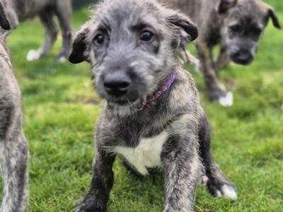 IKC Registered Irish Wolfhound puppies in Down