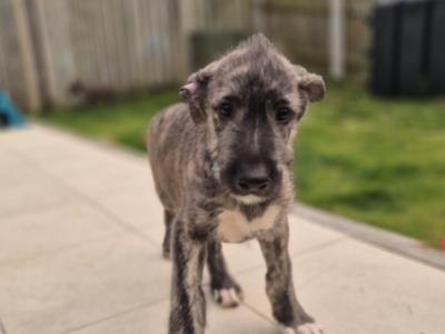 IKC Registered Irish Wolfhound puppies in Down