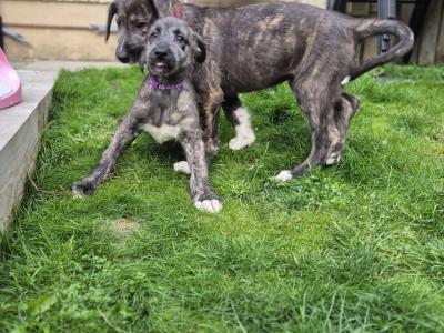 IKC Registered Irish Wolfhound puppies in Down