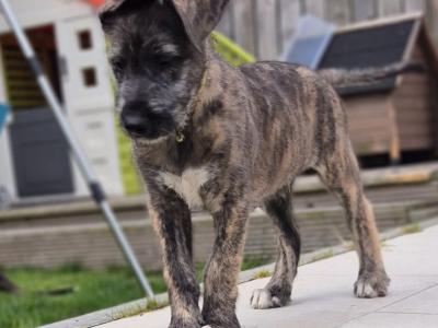 IKC Registered Irish Wolfhound puppies in Down