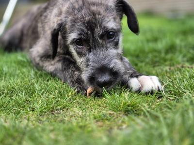 IKC Registered Irish Wolfhound puppies in Down