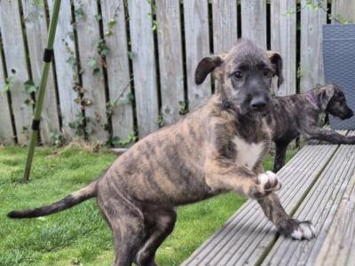 IKC Registered Irish Wolfhound puppies in Down