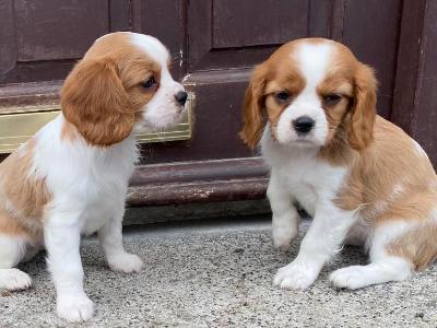Beautiful Cavalier King Charles puppies in Offaly