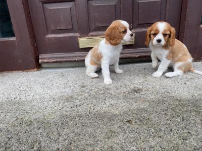 Beautiful Cavalier King Charles puppies in Offaly