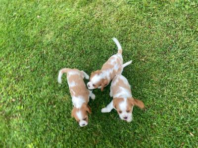 Beautiful Cavalier King Charles puppies in Offaly
